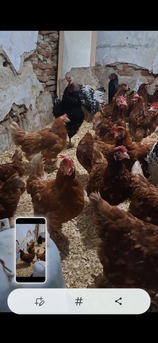 disponibile gaini outoare