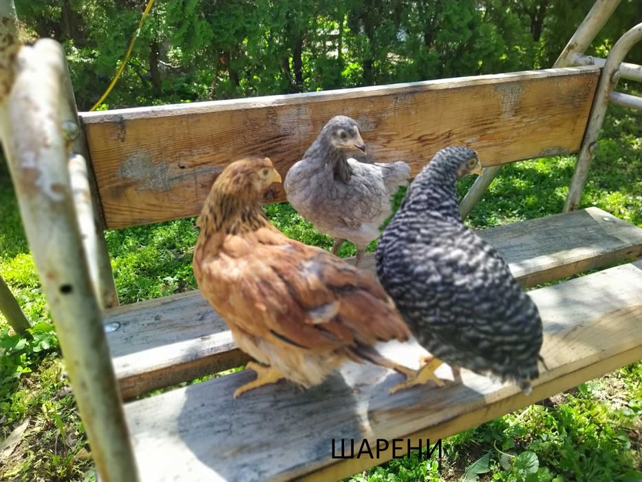 Продавам Шарени /Селски/ пилета