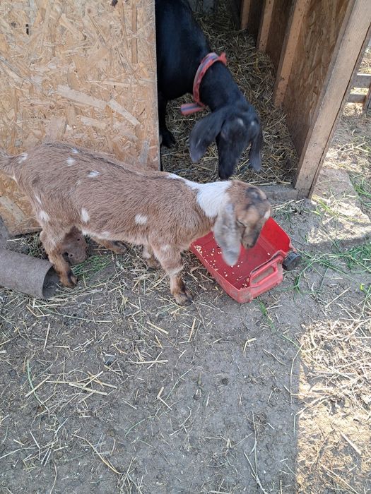 Vând iezi rasa anglo nubian 1000 lei bucata