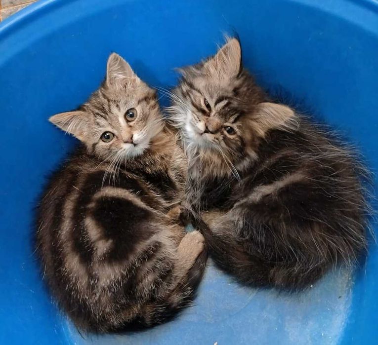 2 милых котёнка ищут маму