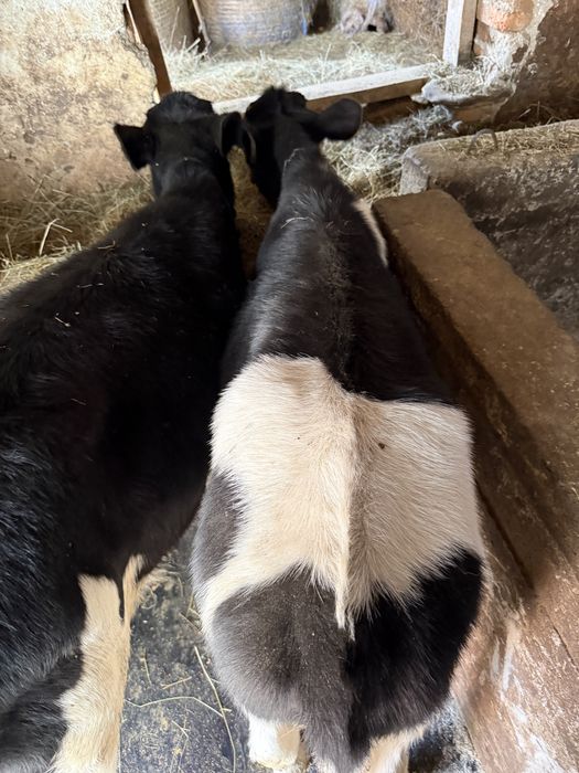 Vand 2 vitele intarcate