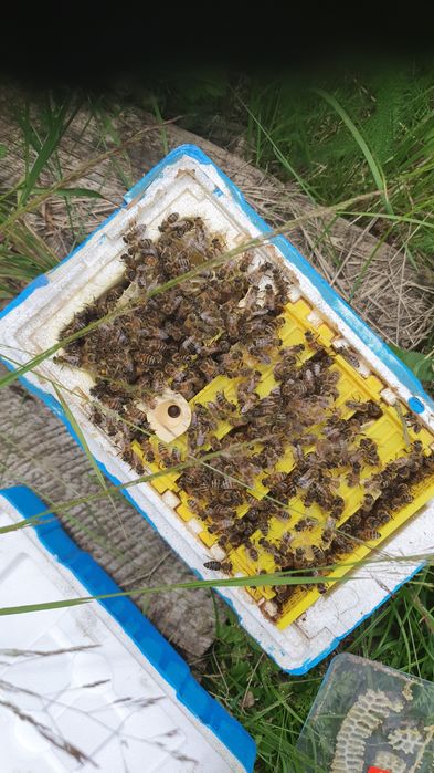 Vand Matci imperecheate ,Regine imperecheate Carpatină,Carnica. Și Buckfast