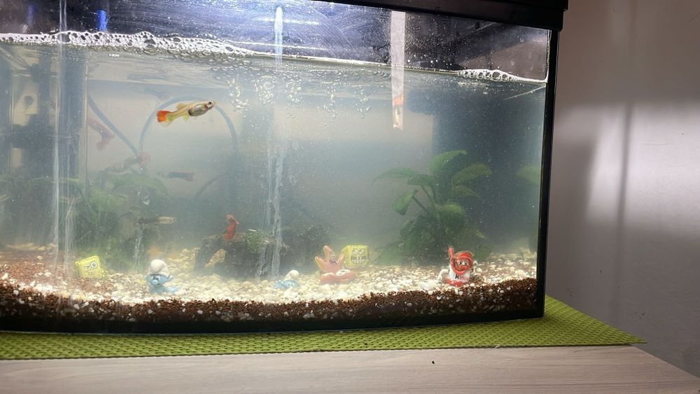 Peștișori cu agvarui și tot ce ține de ei