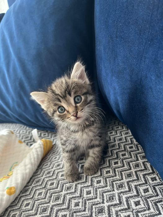 Отдам котенка в добрые руки