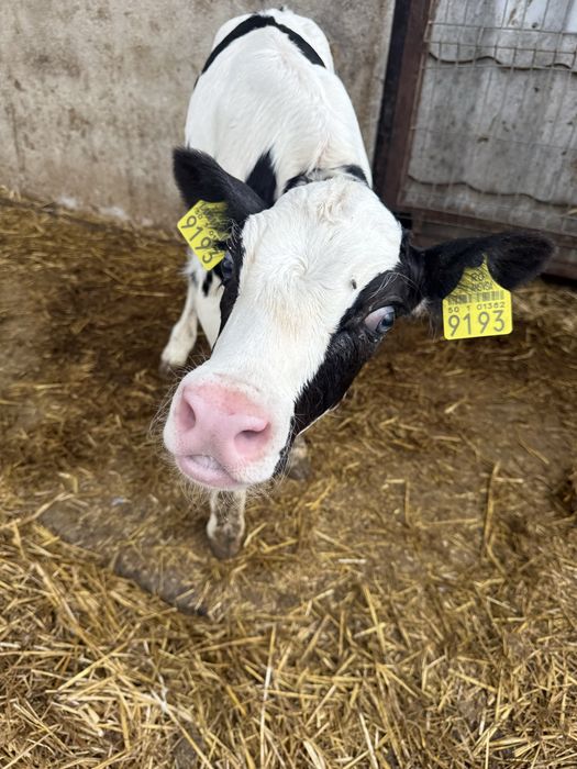 Vand vitea Holstein