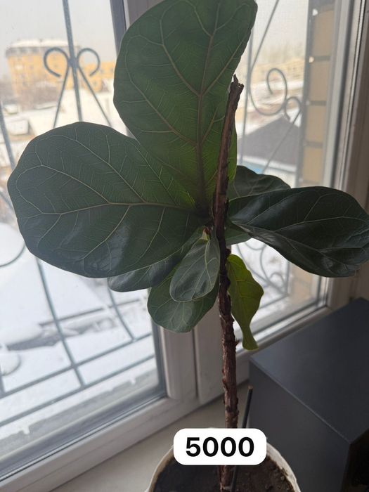 Продам разные комнатные цветы