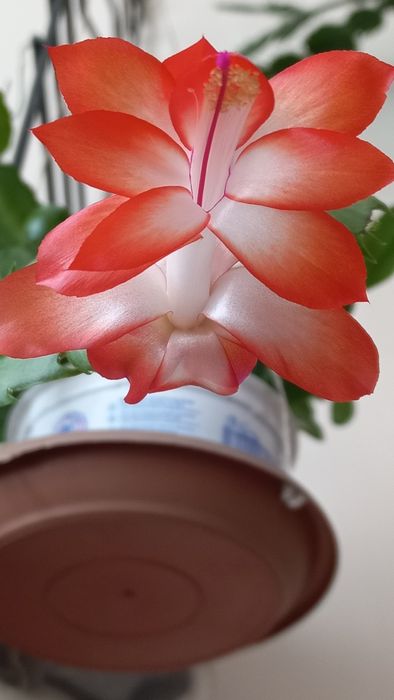 Кактус . золотой Ус.