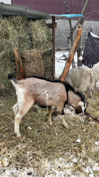 Козел англо-нубийский, рабочий