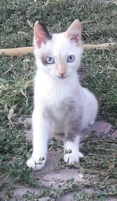 Отдам котят в хорошие руки