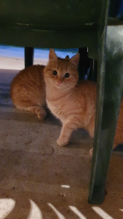 Спасете млади котета - остават сами на произвола на съдбата