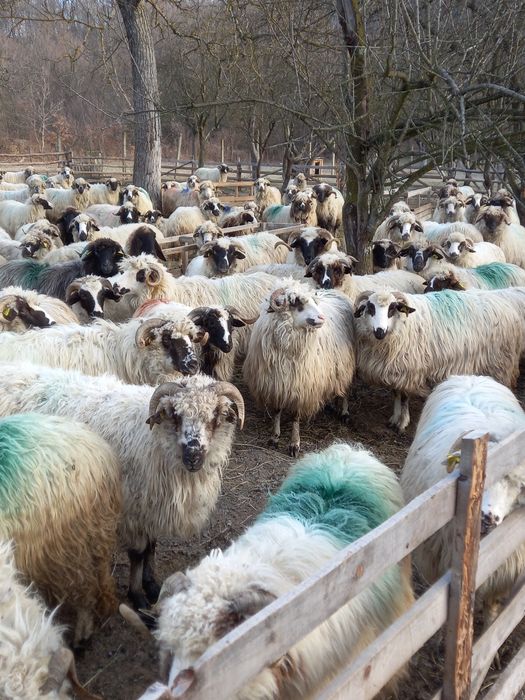 Oi cu miei, oi gestante, noatine și berbeci 400 lei