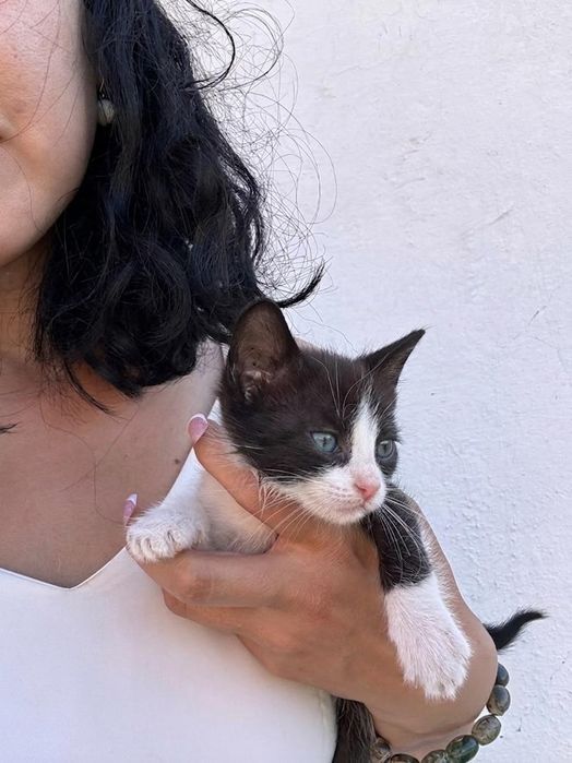3 котёнка только лучшим!