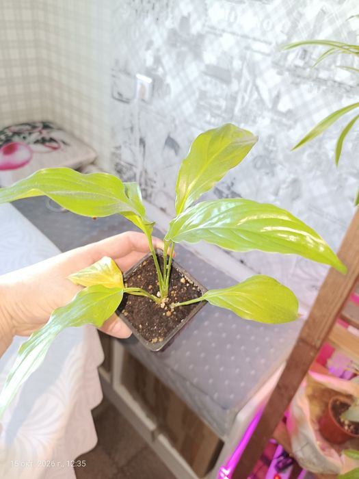 Продам разные отростки и цветы