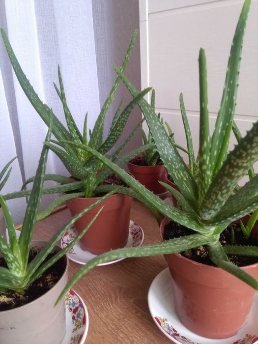 Алоэ - Вера.. Алоэ