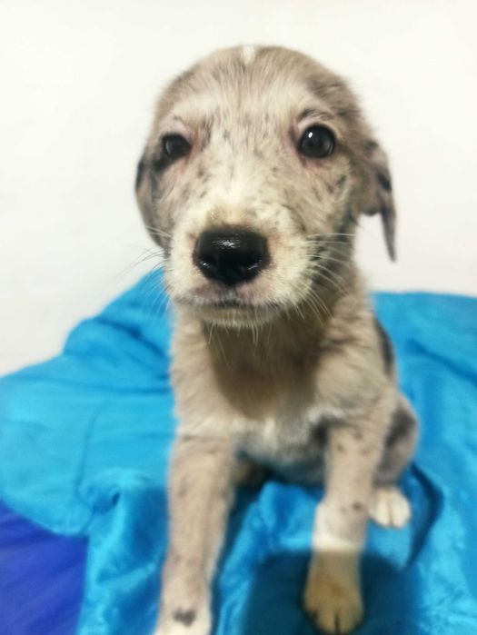 Donez cățelușă superbă