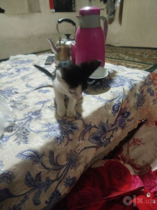 hadyaga mushuk bola