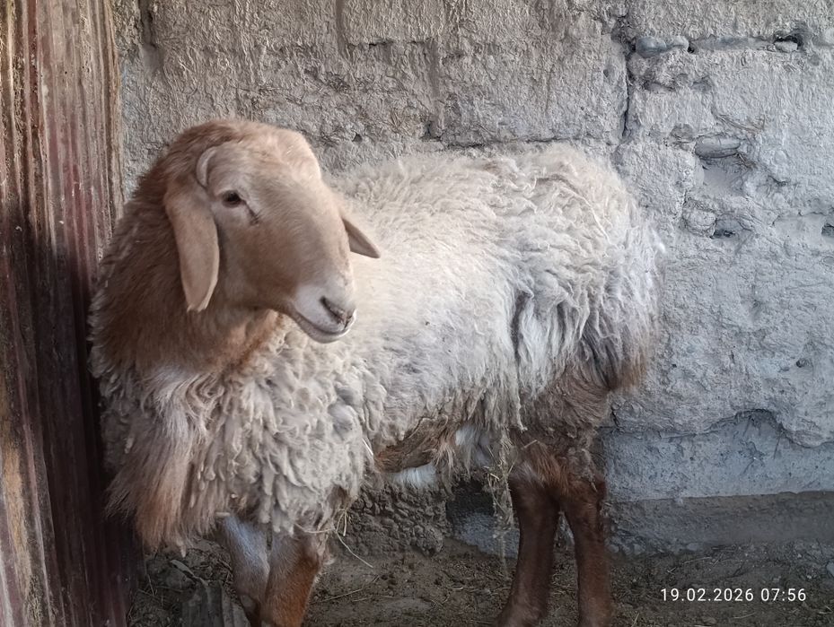 Кошкара продаммм