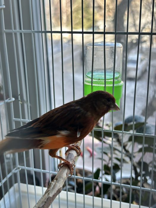 канареечка самка