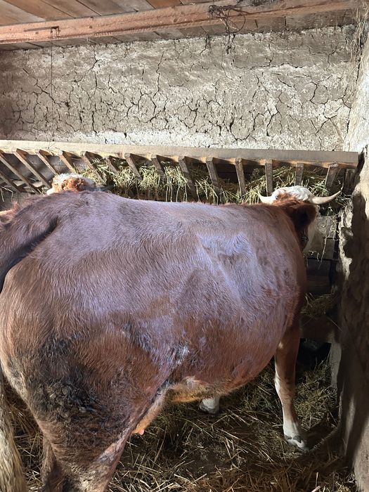 Vaca gestantă de vanzare