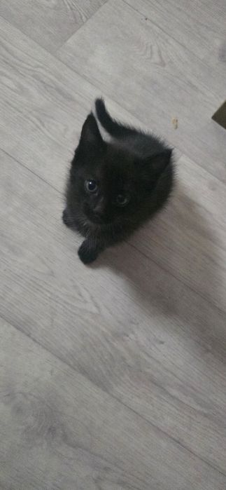 Отдам котят в добрые руки ,девочки 1,5 месяца