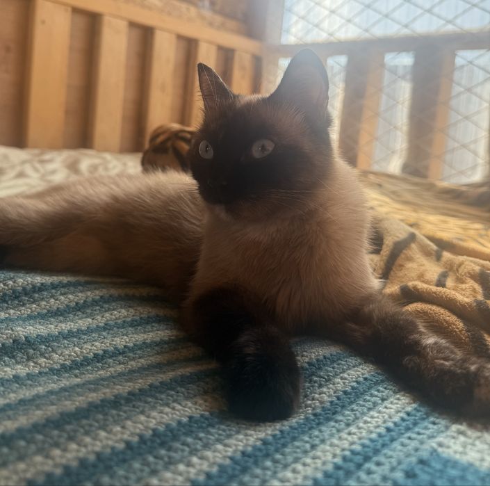 Кошечка девочка в добрые руки