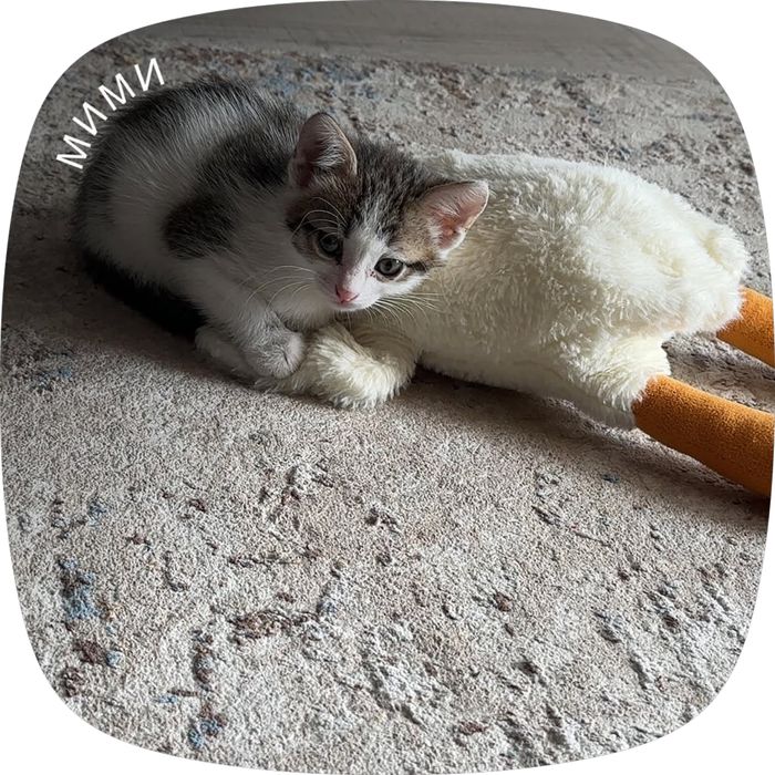Котята ищут хозяев