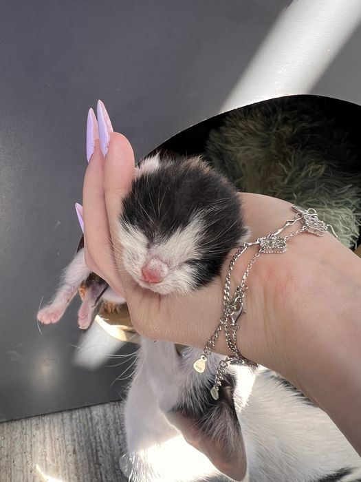 котята в добрые ручки.