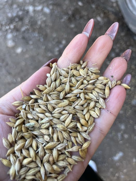 Ямень пшеница овес сечка бидай арпа