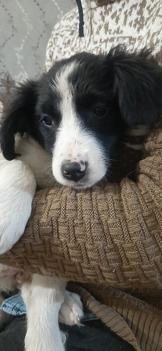 Отдам щенков только в добрые руки.