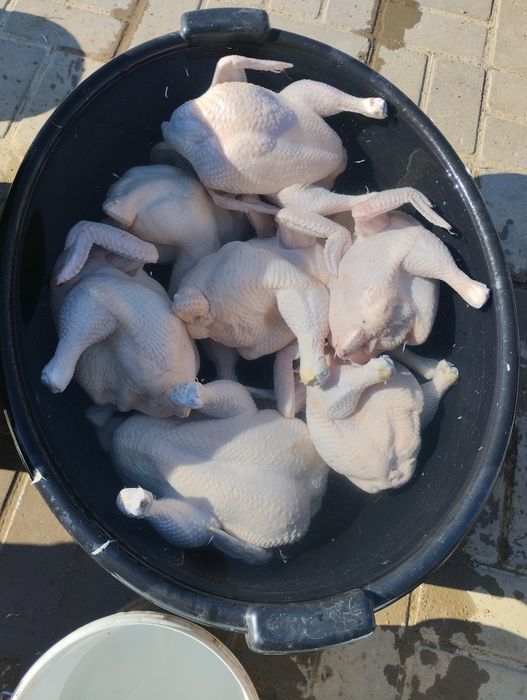 Продам мясо курочки бройлер