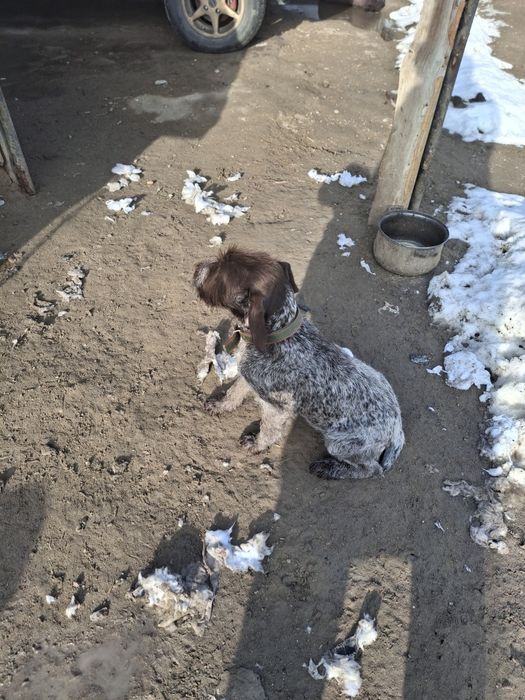 Продам дратхара сука