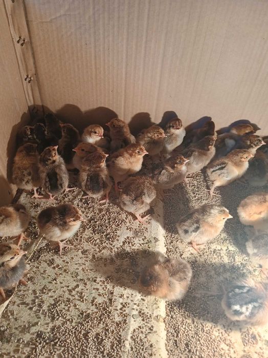 Продается цеплята