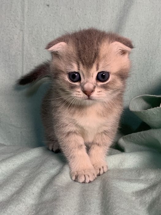 Кошечка шотландская