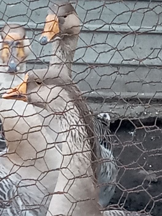 Vând Gaste africane