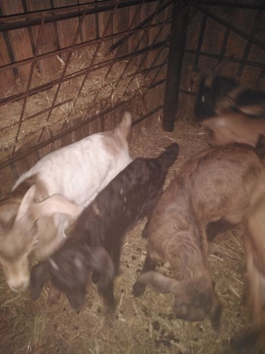 Iezi disponibili pentru Paște locația Videle