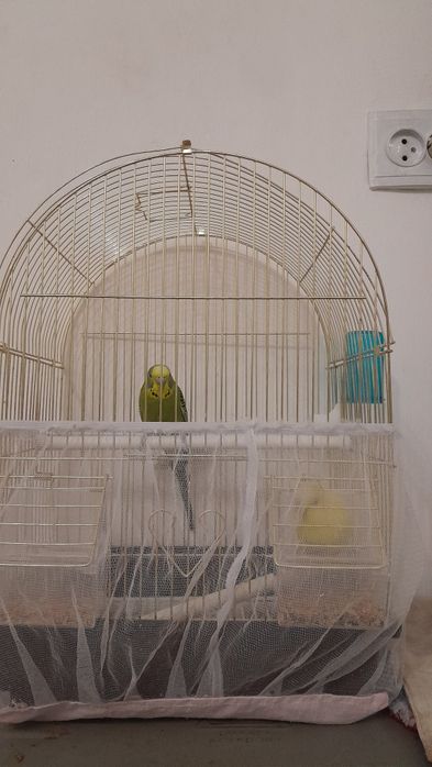 Папугай с клеткой корм