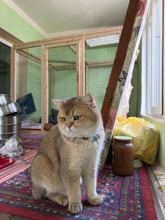 Золотая шиншилла кот на вязку