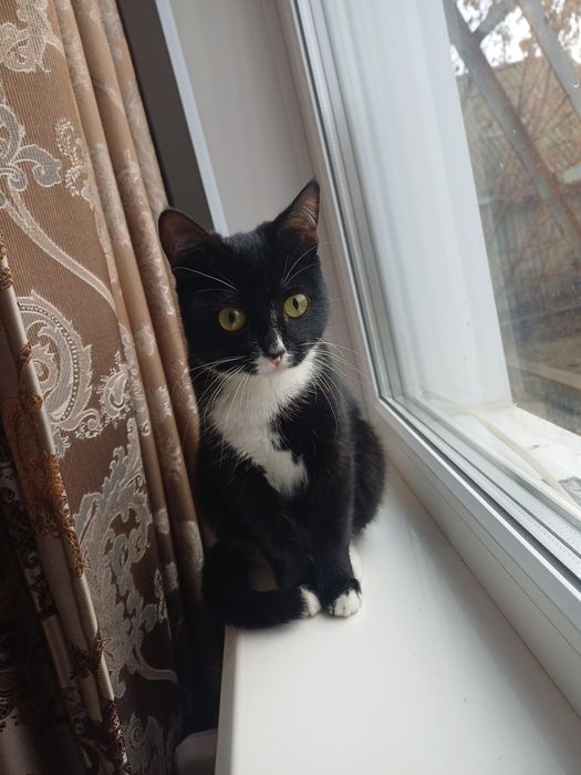 Отдам в добрые руки