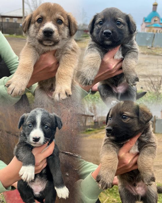 Щенки в добрые руки