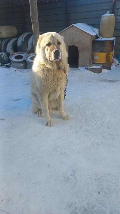 Продаётся сао 1 год