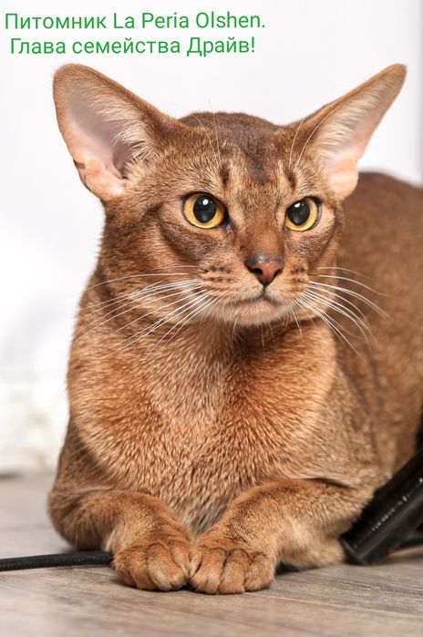 Абиссинские котята