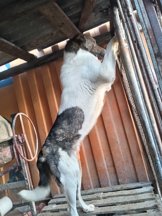 Сао 1.5 года продается