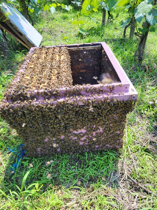 Roi,miere,stupi,polen,rame cu miere pline