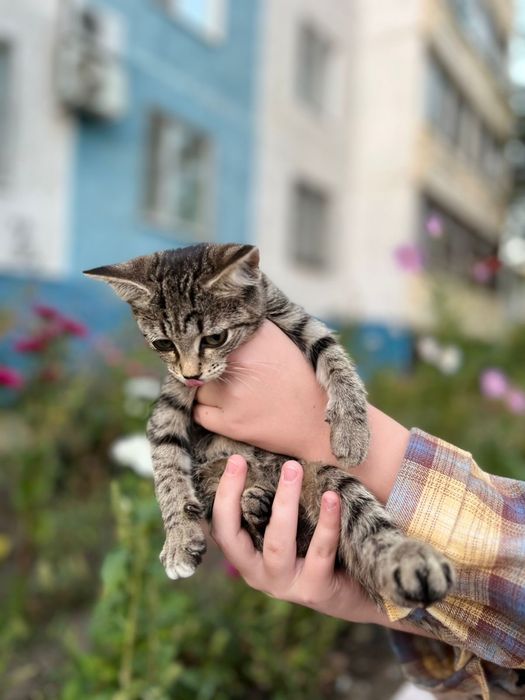 Котенок девочка