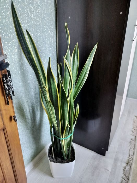 Цветок сансевиерия.