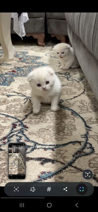 Юнусабод Тощкент