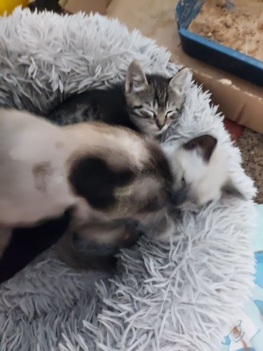 Котята. Мальчики.