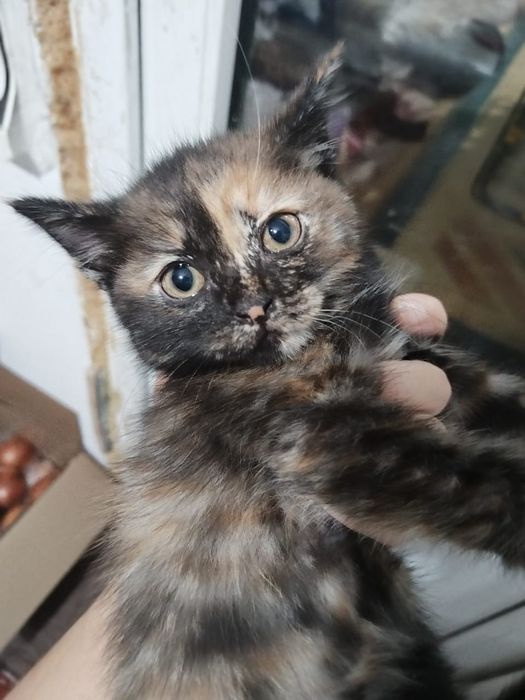 Тегін мысықтар хабарласыңыздар