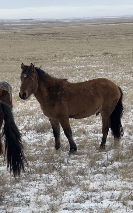 Мугалжар 3 года жеребец