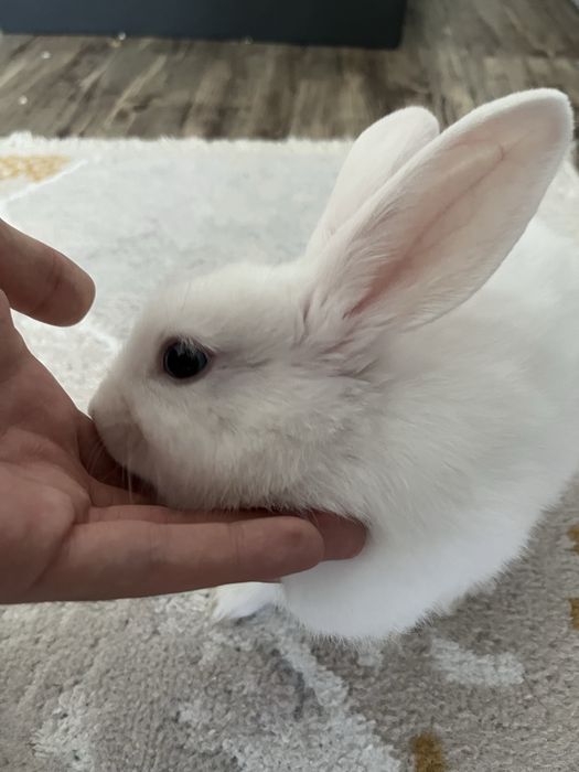 Декоративный кролик